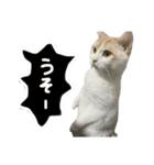 ジジ.simple（個別スタンプ：3）