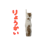 ジジ.simple（個別スタンプ：5）