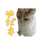 ジジ.simple（個別スタンプ：6）