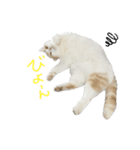 ジジ.simple（個別スタンプ：7）