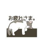 きじしろねこのスタンプ（個別スタンプ：8）