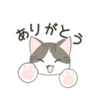 きじしろねこのスタンプ（個別スタンプ：15）