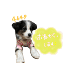 ボーダーコリー＆チワワ（個別スタンプ：4）