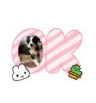 ボーダーコリー＆チワワ（個別スタンプ：5）