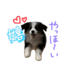 ボーダーコリー＆チワワ（個別スタンプ：13）