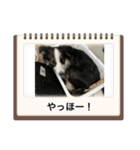 ボーダーコリー＆チワワ（個別スタンプ：18）