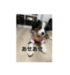 ボーダーコリー＆チワワ（個別スタンプ：23）