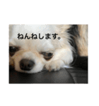 ボーダーコリー＆チワワ（個別スタンプ：24）