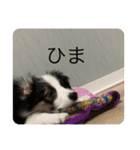 ボーダーコリー＆チワワ（個別スタンプ：29）