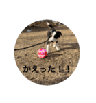 ボーダーコリー＆チワワ（個別スタンプ：30）