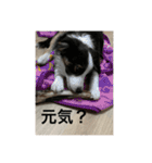ボーダーコリー＆チワワ（個別スタンプ：31）