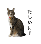 くろみやこーちゃんの実写ねこスタンプ3（個別スタンプ：3）