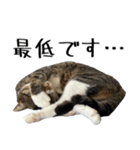 くろみやこーちゃんの実写ねこスタンプ3（個別スタンプ：12）