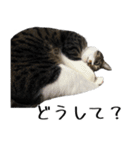 くろみやこーちゃんの実写ねこスタンプ3（個別スタンプ：19）