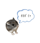 齧歯類と時々私。（個別スタンプ：15）