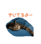 猫的に聞いてるよ（個別スタンプ：3）