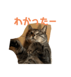 猫的に聞いてるよ（個別スタンプ：4）