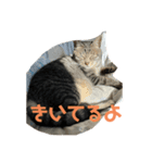 猫的に聞いてるよ（個別スタンプ：6）