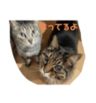 猫的に聞いてるよ（個別スタンプ：8）