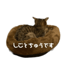 ...ねこ（個別スタンプ：5）