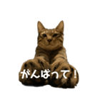 ...ねこ（個別スタンプ：14）