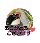 桜文鳥わすけ わすは仕事中（個別スタンプ：7）