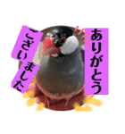 桜文鳥わすけ わすは仕事中（個別スタンプ：8）