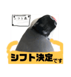 桜文鳥わすけ わすは仕事中（個別スタンプ：12）