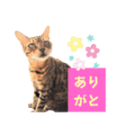 四文字キューブの猫スタンプ（個別スタンプ：1）