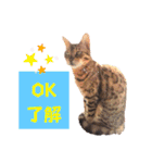 四文字キューブの猫スタンプ（個別スタンプ：2）