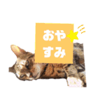 四文字キューブの猫スタンプ（個別スタンプ：5）