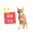 四文字キューブの猫スタンプ（個別スタンプ：6）