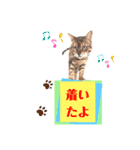 四文字キューブの猫スタンプ（個別スタンプ：10）