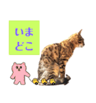 四文字キューブの猫スタンプ（個別スタンプ：13）