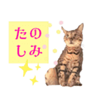 四文字キューブの猫スタンプ（個別スタンプ：14）