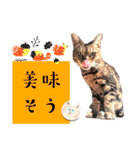 四文字キューブの猫スタンプ（個別スタンプ：17）