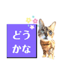 四文字キューブの猫スタンプ（個別スタンプ：24）