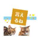 四文字キューブの猫スタンプ（個別スタンプ：25）