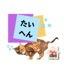 四文字キューブの猫スタンプ（個別スタンプ：26）