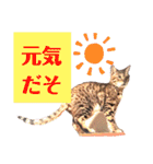 四文字キューブの猫スタンプ（個別スタンプ：30）