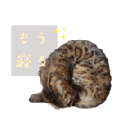 四文字キューブの猫スタンプ（個別スタンプ：32）