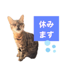 四文字キューブの猫スタンプ（個別スタンプ：37）