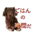 愛犬大福（個別スタンプ：5）