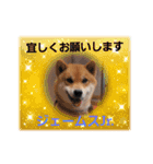 柴犬ジェームス11（個別スタンプ：4）