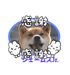 柴犬ジェームス11（個別スタンプ：5）