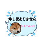 柴犬ジェームス11（個別スタンプ：7）