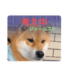 柴犬ジェームス11（個別スタンプ：8）