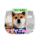 柴犬ジェームス11（個別スタンプ：9）