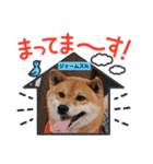 柴犬ジェームス11（個別スタンプ：16）