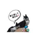 ルルコタ日常（個別スタンプ：2）